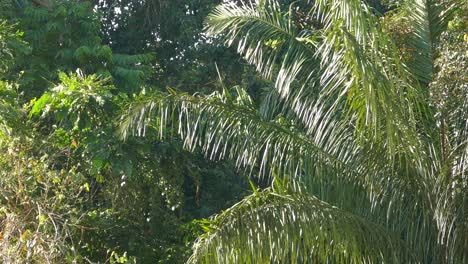 monkey jumping from one branch to another one on a bright day in panama