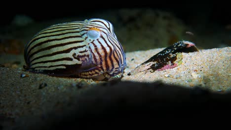 striped pyjama squid sepioloidea lineolata 4k 25fps