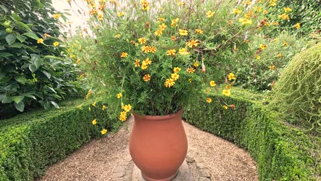 yellow flowers blooming in a terracotta pot