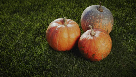 unas cuantas calabazas maduras yacen en un césped verde