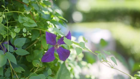 a close up shot of beautiful purple flower called "clematis bijou