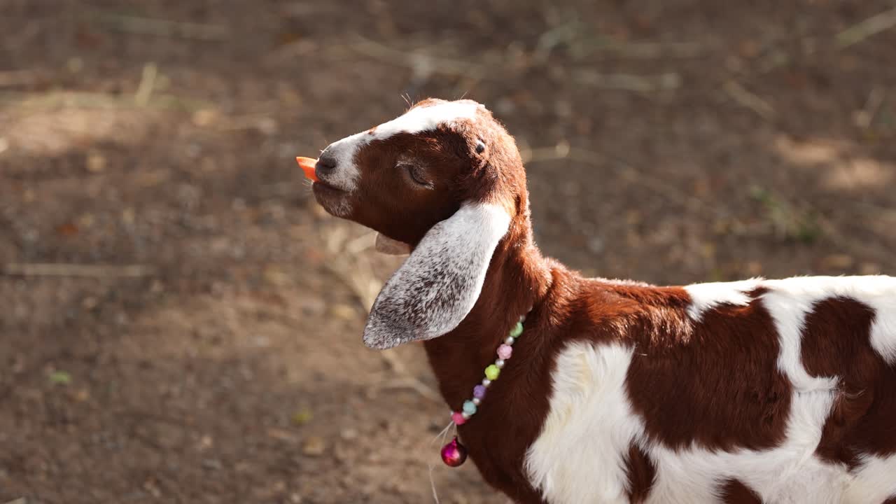 cabra con cuello jugando y moviéndose.
