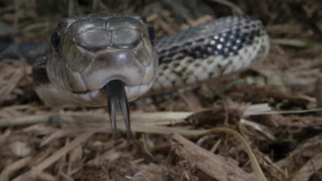 black rat snake attacking lens close up macro in the forest