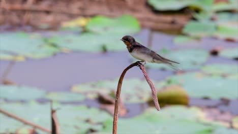 Ein-Kleiner,-Sich-Schnell-Bewegender-Vogel,-Der-Fast-überall-Auf-Der-Welt-Zu-Finden-Ist-Und-Die-Meiste-Zeit-Herumfliegt,-Um-Kleine-Insekten-Zu-Fangen