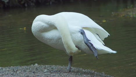 cisne mudo acicalándose plumas en su vientre con una pierna hacia arriba
