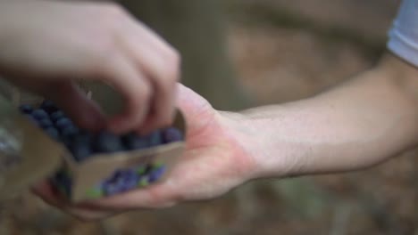 Eine-Nahaufnahme-Einer-Schachtel-Blaubeeren,-Die-Von-Einem-Unbekannten-Mann-Ausgepackt-Wird-Und-Einige-Blaubeeren-Mit-Seinem-Freund-Teilt-Und-Gemeinsam-Probiert