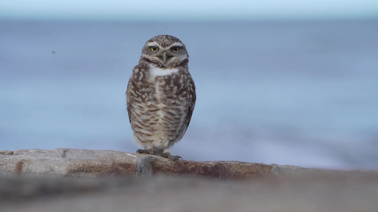 Nahaufnahme eines Kaninchenkauzes (Athene cunicularia) auf Küstenfelsen mit dem Atlantischen Ozean im Hintergrund. Einheimische südamerikanische Eule in ihrem natürlichen Lebensraum entlang der Küste von Buenos Aires Pr.