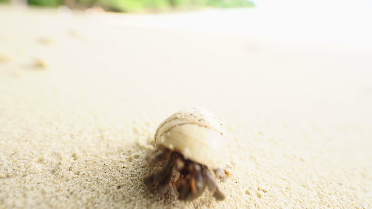 Close up of a orange coloured hermit crab emerging from it's shell on a tropical island beach