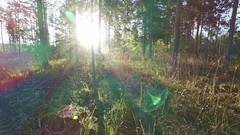 Sumpfige-Waldlandschaft-Bei-Sonnenaufgang-Oder-Sonnenuntergang,-Blick-Auf-Den-Pov-Spaziergang