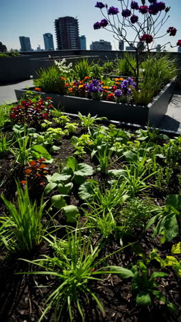 rooftop garden with city view