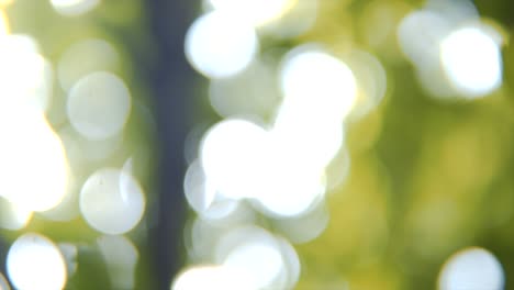 coming into focus shot of a single green leaf with green foliage behind