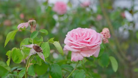 pink withered roses moving in the wind after a storm, slow motion, uruguay