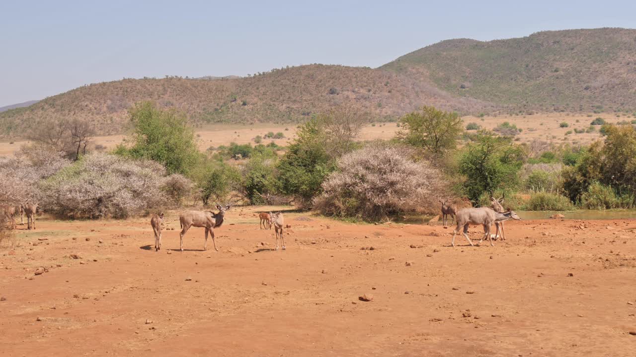 남아프리카의 사바나에 서식하는 안로프
