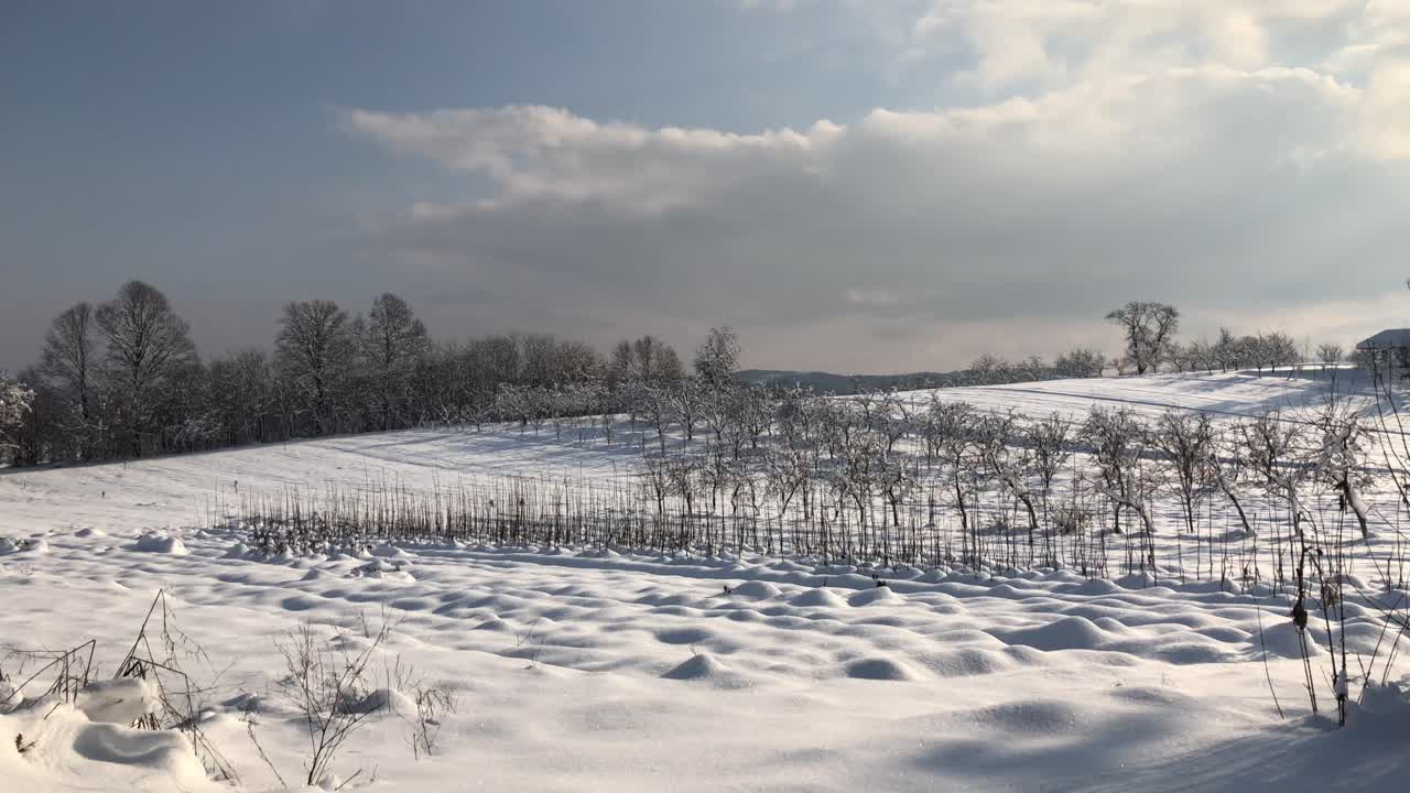 눈으로 덮인 숲에서 아침 하이킹