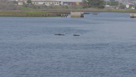 static shot of sea otters in moss landing harbor california