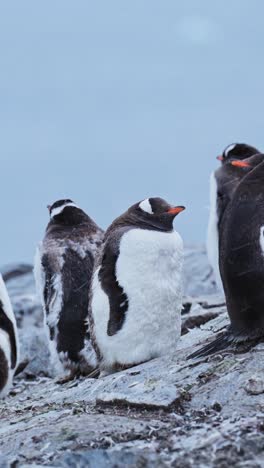 snowing on penguins in snow blizzard in antarctica in winter, vertical nature video for social media, instagram reels and tiktok, gentoo penguin colony and antarctica wildlife and animals