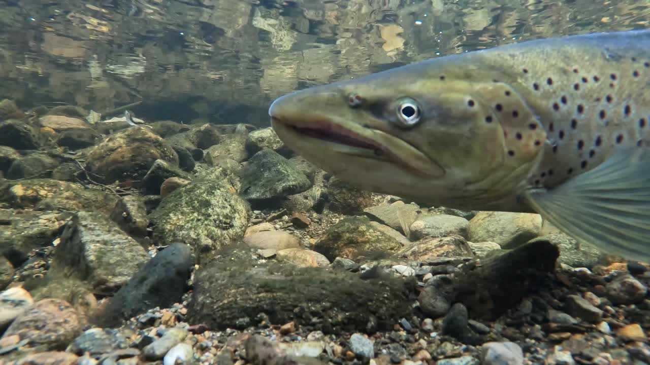 Extreme close up of head of anadromous Sea Trout hovering in gentle current of Granvin River, Norway.
