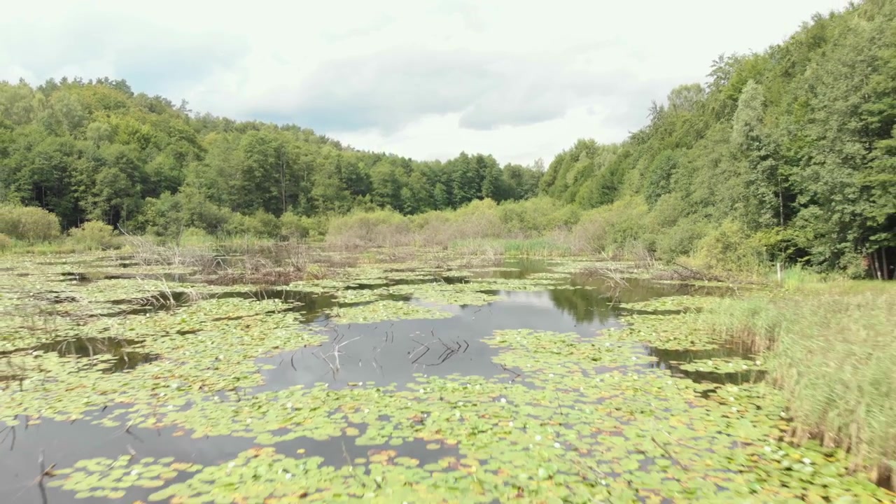 曇り空の下、鬱蒼とした夏の森に縁取られた静かなカシューブ湿地の池で、スイレンの葉、アシの茂み、そして静かで暗い水面を見渡す広角ドリーバック映像。
