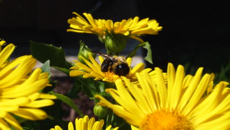 bumblebee covered in pollen on leopard's bane daisy in garden - ontario canada