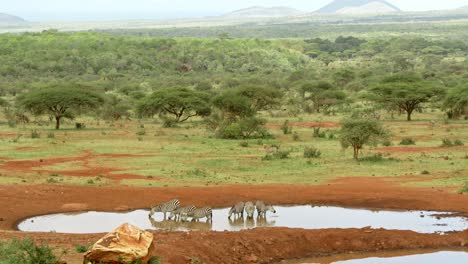 Group-Of-Zebras-Drinking-On-Waterhole-In-Masai-Mara-National-Park,-Kenya