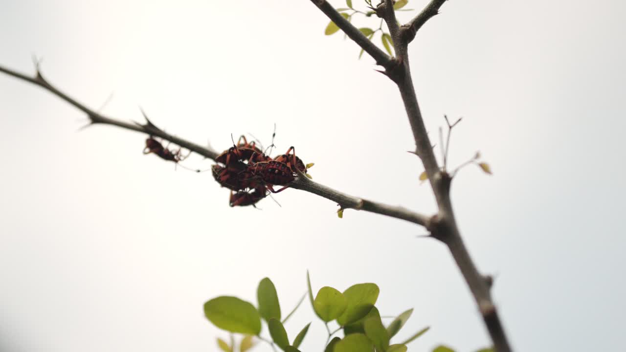 Macro shot of chinche bugs grouped tightly on a tree branch with soft natural light
