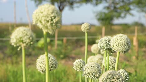 Blühende-Weiße-Zwiebelpflanze-Im-Garten