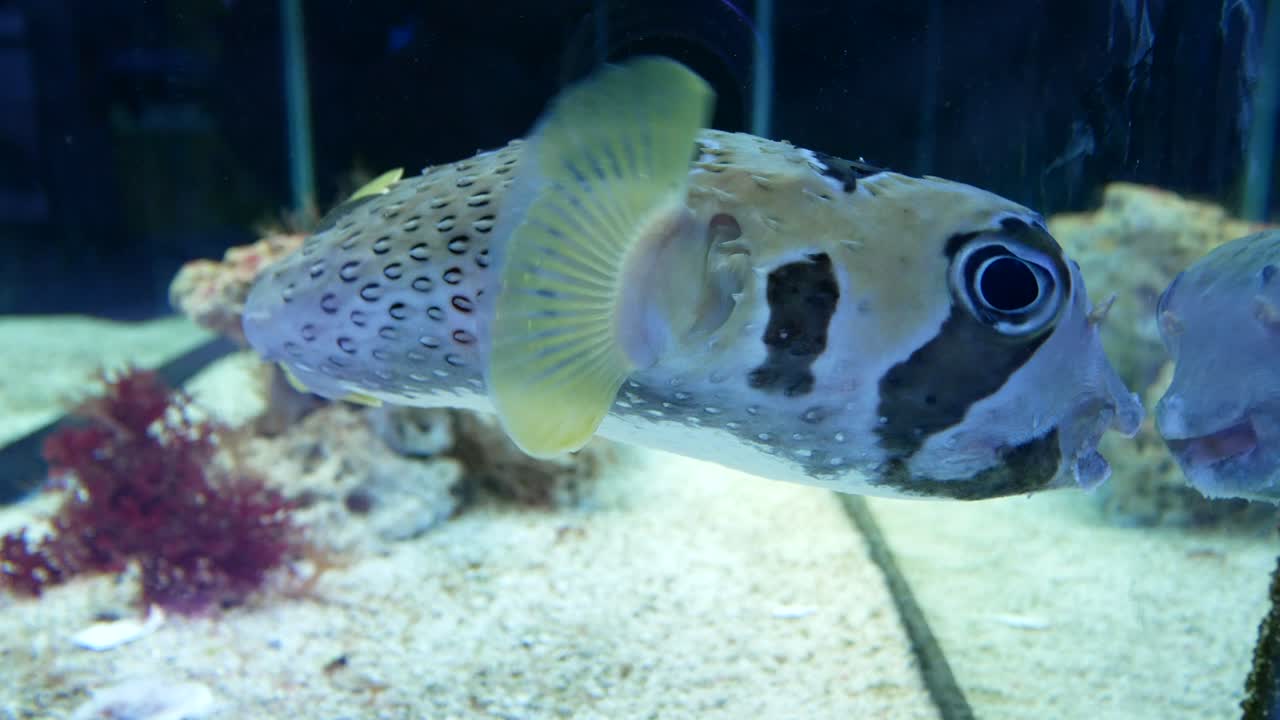 Porcupinefish are swimming in the aquarium. It also commonly called blowfish and sometimes the balloonfish or globefish. The aquarium is created by mimicking the fish's original habitat.