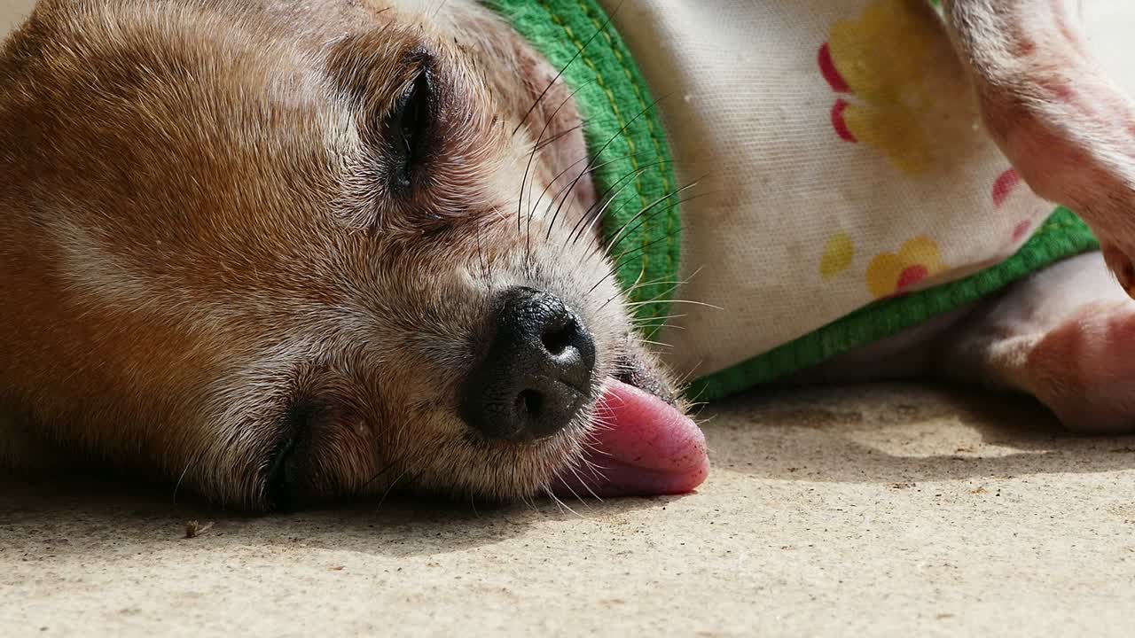 콘크리트 바닥 에 고 있는 치와와