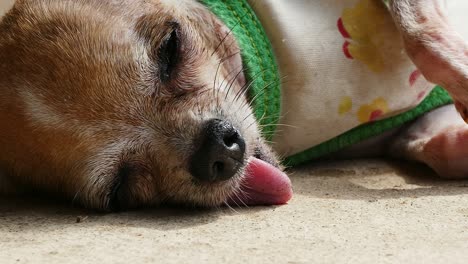 chihuahua descansando en el suelo de hormigón