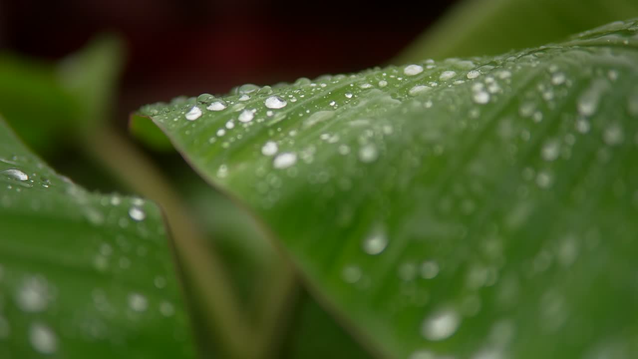 primer plano de hojas de plátano con gotas de lluvia brillantes, destacando el follaje verde fresco y el detalle de la humedad