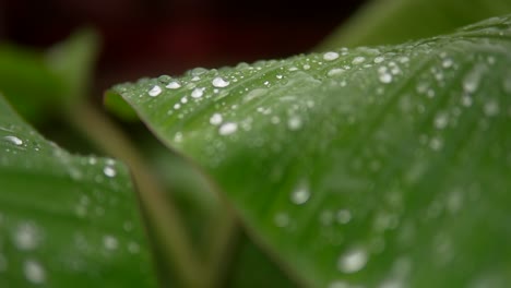 close-up of banana leaves with glistening raindrops, highlighting fresh green foliage and moisture detail