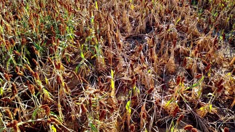 Flying-low-and-fast-across-Milo-grain-field-at-the-end-of-the-growing-season