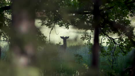 Tiro-De-Seguimiento-En-Cámara-Lenta-De-Ciervos-En-El-Bosque