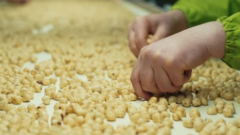 Women-workers-sort-hazel-nuts-by-hand-according-to-size-and-quality-the-hazelnut-processing-plant