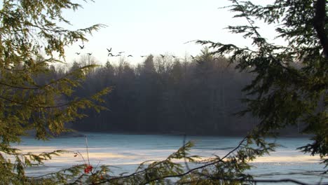 Canadian-Geese-Flying-Through-Trees---Slow-Motion