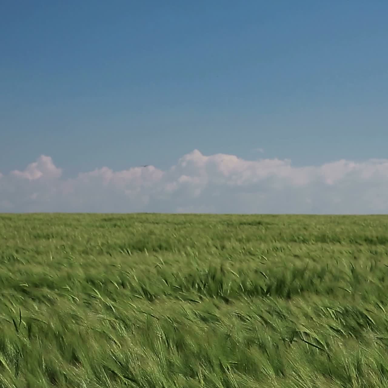 Wheat Grows On The Field