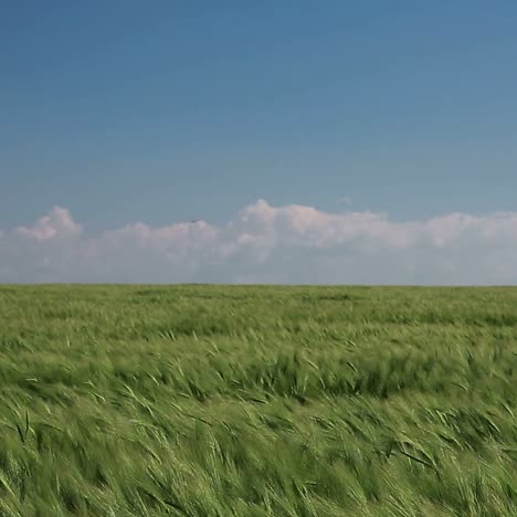 wheat grows on the field