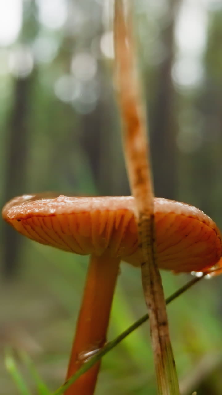Orange mushroom stands near dry blade of grass in forest. Dew water flows from cap of mushroom. Autumn forest after rain on blurred background
