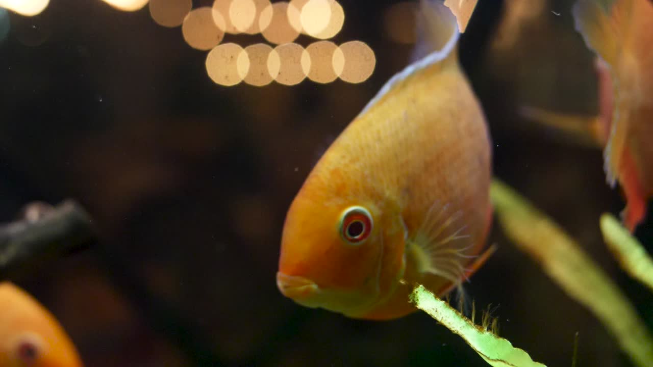 pez naranja en un acuario
