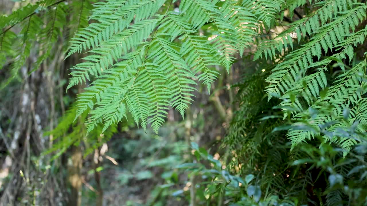 Vibrant green ferns sway gently in a serene forest setting, captured with natural lighting and a steady camera