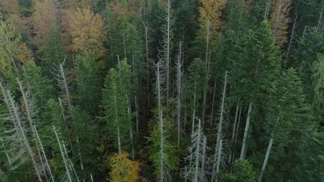 Vuelo-De-Drones-Sobre-Pinos-Secos.-Avance-Aéreo