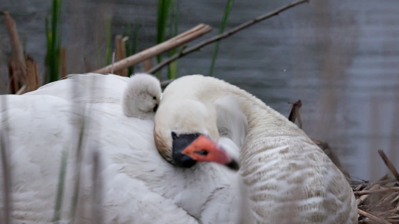 A nurturing swan mother nestled with her baby swans gathered around her.