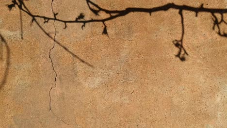 Handheld-view-of-yellow-golden-hour-texture-wall-with-small-branch-shadow,-day