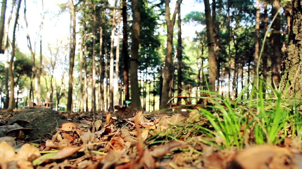 走在秋天的森林 孤獨的男人 4