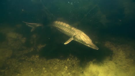 Gulf-Sturgeon-Underwater