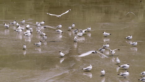 a flock of migratory birds, black-headed seagulls are standing in the murky and muddy waters of the estuarine waters of bangphu in samut prakan in thailand, while some are flying away