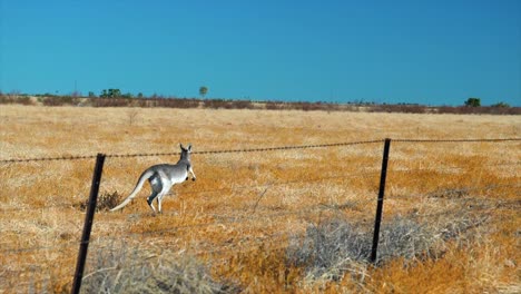 Canguros-En-El-Interior-De-Australia