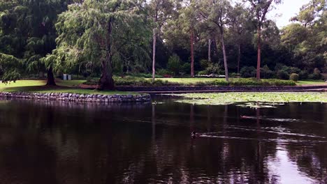 Ducks-paddling-across-a-lagoon-with-water-lilies