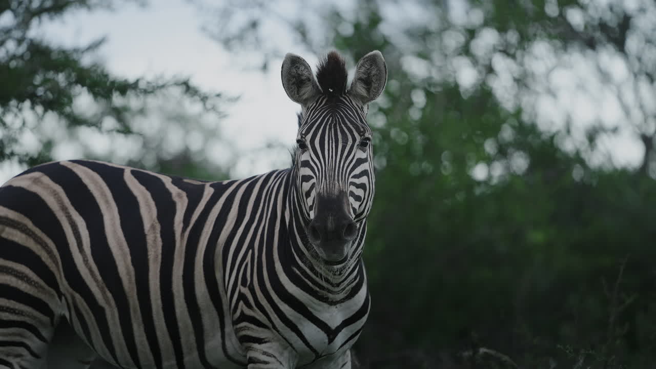 Zebra in African Savanna