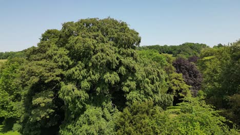 Un-Rápido-Boom-shot-Ascendente-De-árboles-En-El-Verano